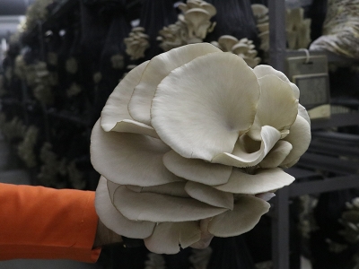 Hücrede istiridye mantarı yetiştirdiler