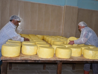 Muş'ta peynir üretimi
