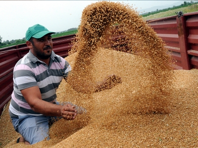 Çukurova'da erken hasat