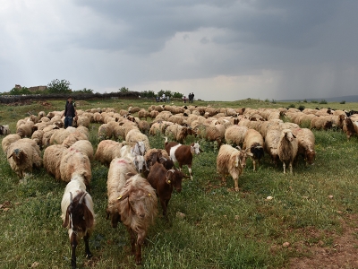 Besicinin yüzü 300 koyunla güldü