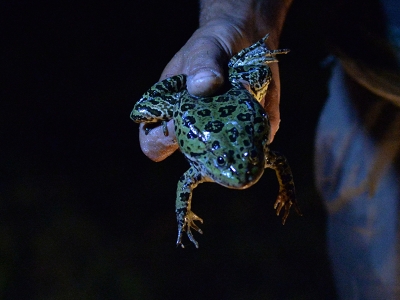 Yahyalı’dan Avrupa’ya canlı kurbağa ihracı