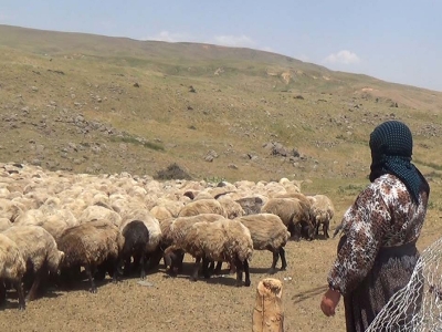 Yaylada yaşam devam ediyor