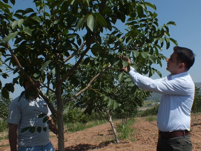 Ceviz köylünün yüzünü güldürüyor