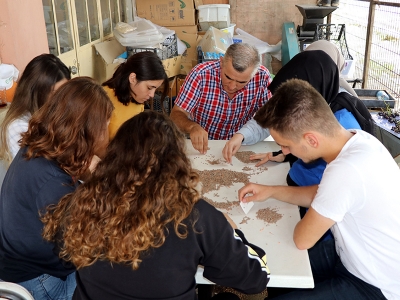 Yerli tohumların ıslahını üniversite öğrencileri yapıyor