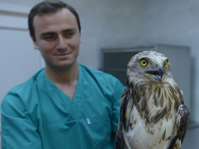 Yaralı kartal ve akbaba tedavi altına alındı