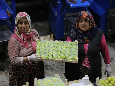 İncir ihracatına zeybekli kutlama