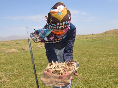 Salep Hakkâri-Yüksekova’da geçim kaynağı oldu
