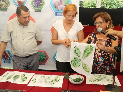 Kilimler organik boya bitkileriyle renklenecek