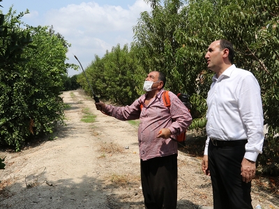 Akdeniz meyve sineği ile mücadelede başarı sağlandı