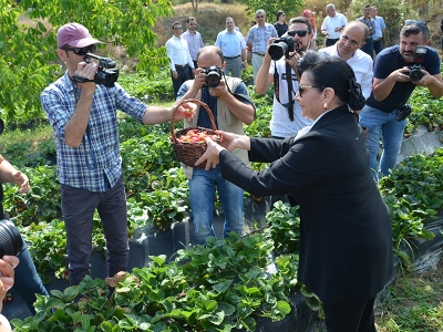 “Vali Hanım Çileği” hasat edildi