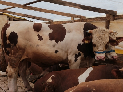 İstanbul’da kurbanlık satışı başladı