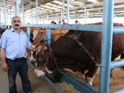 Bayram yaklaşıyor, kurbanlıklar satışa çıkartılıyor
