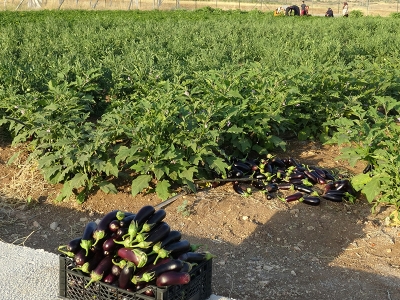 Batman Gercüş’te Ürün bolluğu