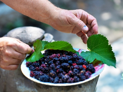 Kaybolmaya yüz tutmuş üç asırlık lezzet “karadut”