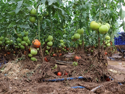 Bakan Pakdemirli'den Antalyalı afetzede üreticilere müjde