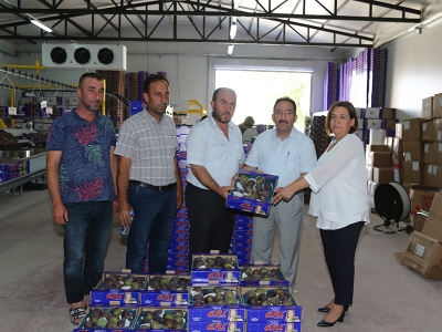 Bursa siyah inciri ihracata hazır