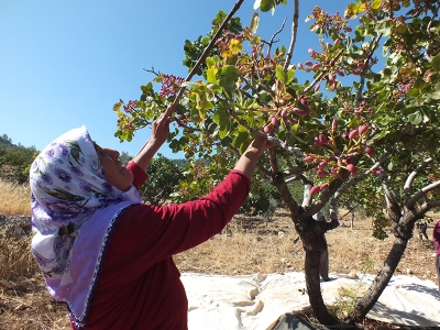 Mersin’de Antepfıstığı hasadı başladı