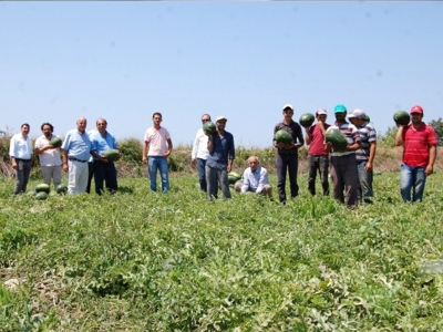 Bafra’da karpuz hasadı sona erdi