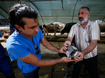Bayram yaklaşıyor, kurbanlık denetimi sıklaşıyor