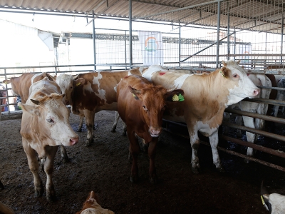Tarım ve Orman Bakanlığı’ndan düve desteği