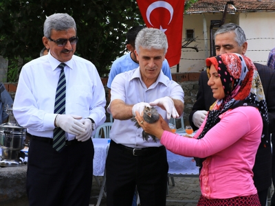 Keneye karşı beç tavuğu