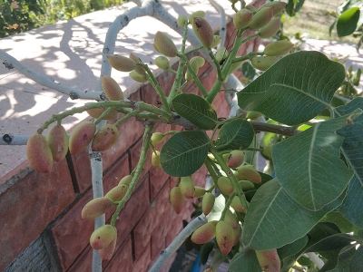 Antepfıstığı Elazığ’da yetiştirildi