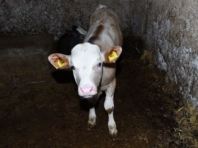 “Hayvancılığı önemsiyoruz buzağı kayıplarını önlüyoruz”