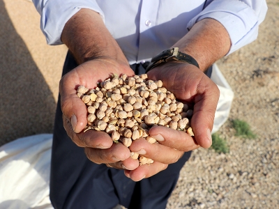 Diyarbakır’da nohut atağı