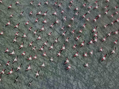 Allı turnalar Burdur’da