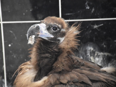 Kara akbaba emin ellerde