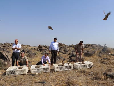 Bin keklik Ağrı Dağı’nda doğaya bırakıldı