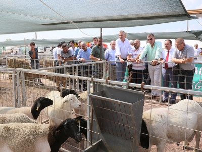 Küçükbaş hayvan sektörü Bursa'da buluştu