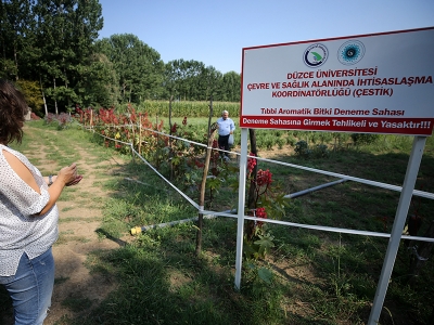 Tıbbi ve aromatik bitki üretimine akademik destek