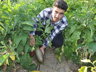 100 yıllık tohumdan üretilen patlıcan lezzetiyle ünlü