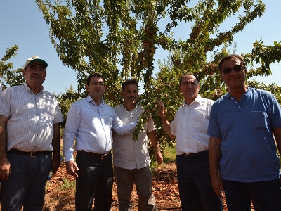 Badem diyarı Adıyaman'da hasat sürüyor