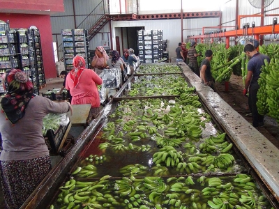 Türkiye’nin 400 bin ton muz açığını Silifke kapatacak