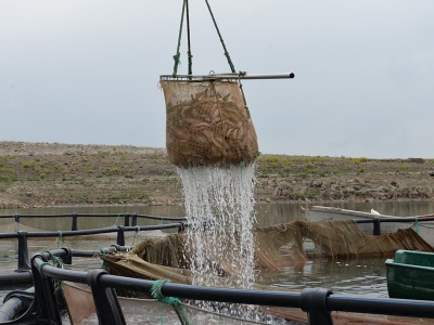 Yamula’dan Avrupa’ya alabalık