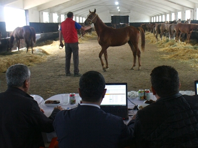 Şampiyon adayı taylar seçildi