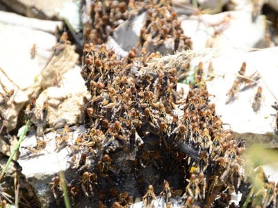 Akseki'de çekirgeyle mücadele başladı