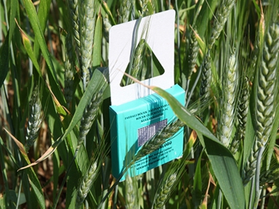 Çanakkale’de süne mücadelesi