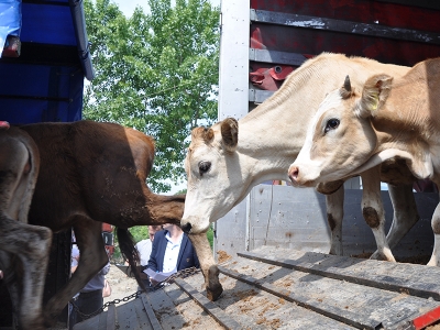 Genç çiftçiler büyükbaş hibesiyle güçleniyor