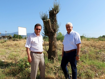 Zeytin ağaçları yeniden hayat buluyor