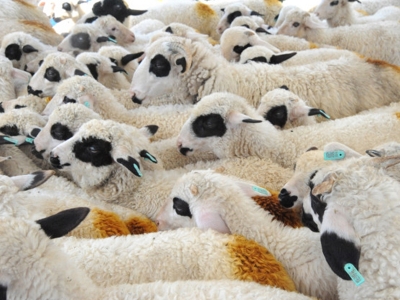 Bafra koyunları sevindirdi