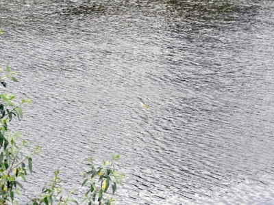 Deniz kefallerinin dansı büyüledi