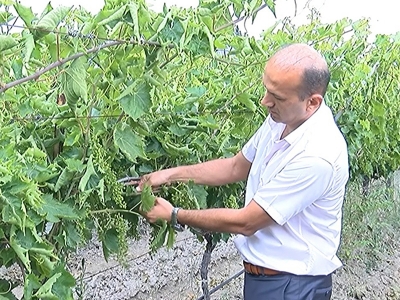 Salkım güvesine karşı biyolojik mücadele