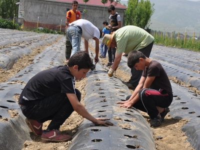 Muş’ta 200 çiftçiye çilek bahçesi