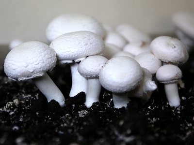 Ranzada mantar üretiyorlar