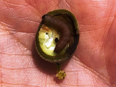 Bartın'da yeni ceviz zararlısı