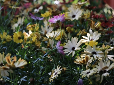 Osmaniye’de kesme çiçek üretimi artacak