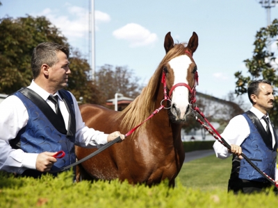 Şampiyon tayların satışı için ihale yapılacak